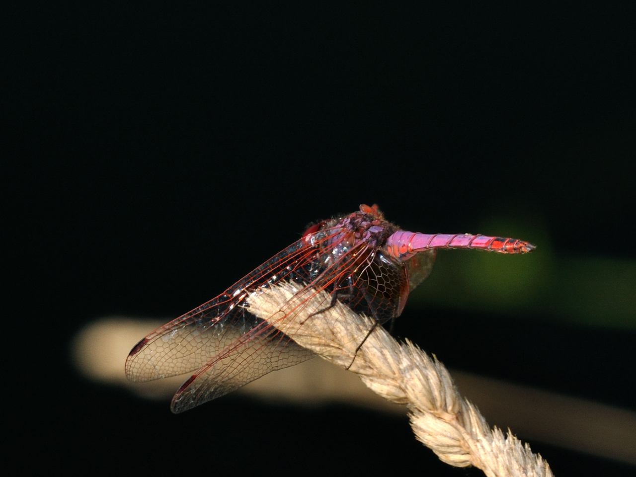 ID Odonata N.2